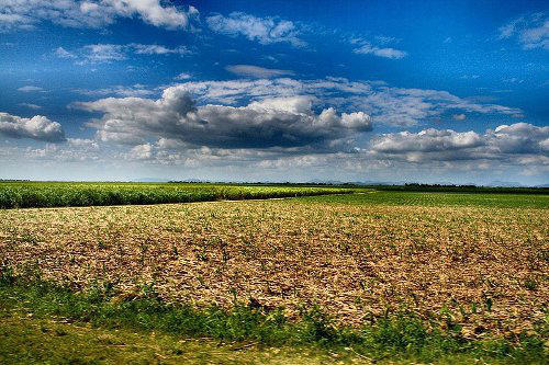 Photo credit: United States Department of Agriculture /  Dr. Art Davis