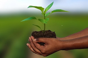 Agricultural Insurance Fund